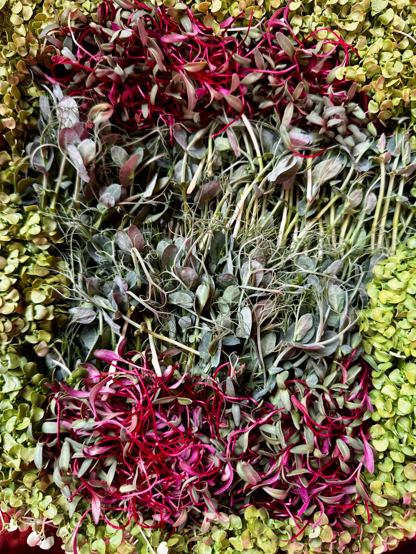 UP & AT 'EM – Energy microgreens - Fresh & Frozen Vegetables, fresh vibrant flavor - Stillwell Greens Chicago