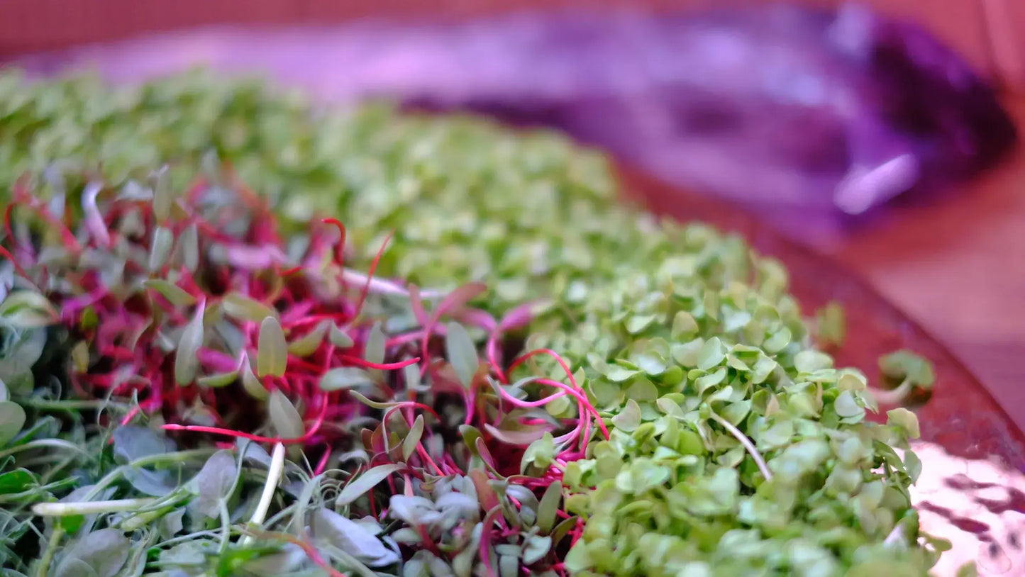 Head of Harvest Picks — Subscription Boxes