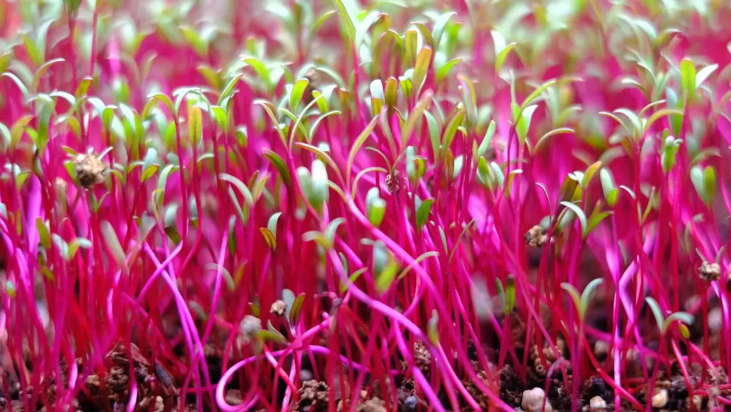 Swiss Chard - Ruby Red (Organic) microgreens - Chard, fresh vibrant flavor - Stillwell Greens Chicago