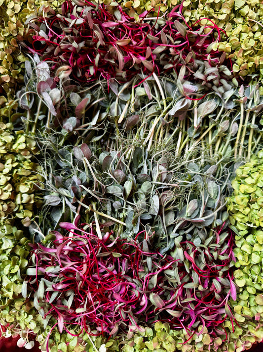 UP & AT 'EM – Energy microgreens - Fresh & Frozen Vegetables, fresh vibrant flavor - Stillwell Greens Chicago