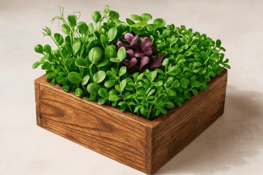Medium Wooden Box filled with Microgreens
