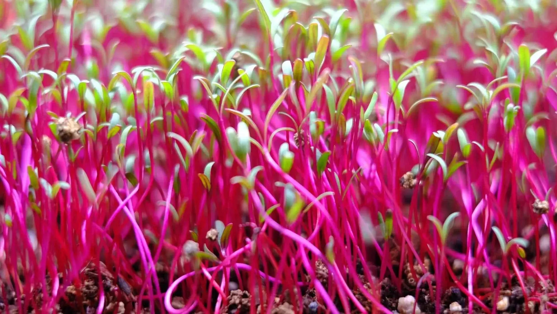 Swiss Chard - Ruby Red (Organic) microgreens - Chard, fresh vibrant flavor - Stillwell Greens Chicago